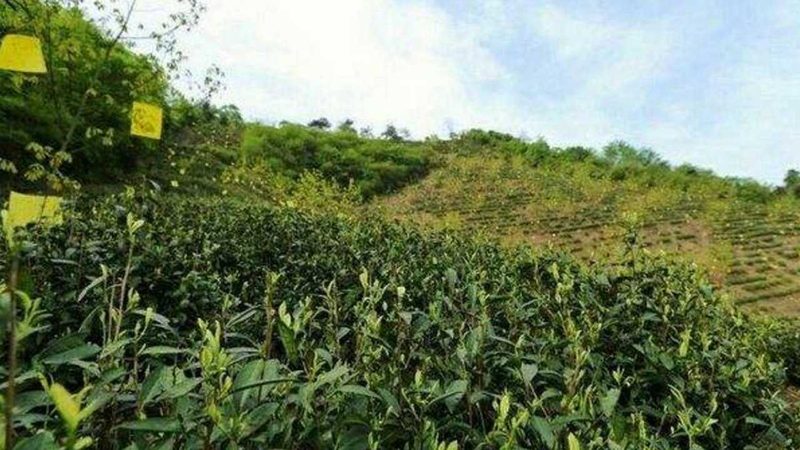 农业种植步骤解析：十大品牌对比解读