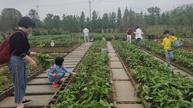 绿色食品认证：成本与价值的平衡之道
