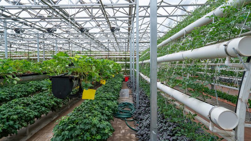 阳台有机蔬菜种植土推荐