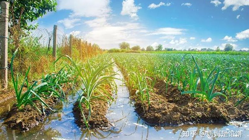 合作社新篇章：农民专业合作社运营模式探析**