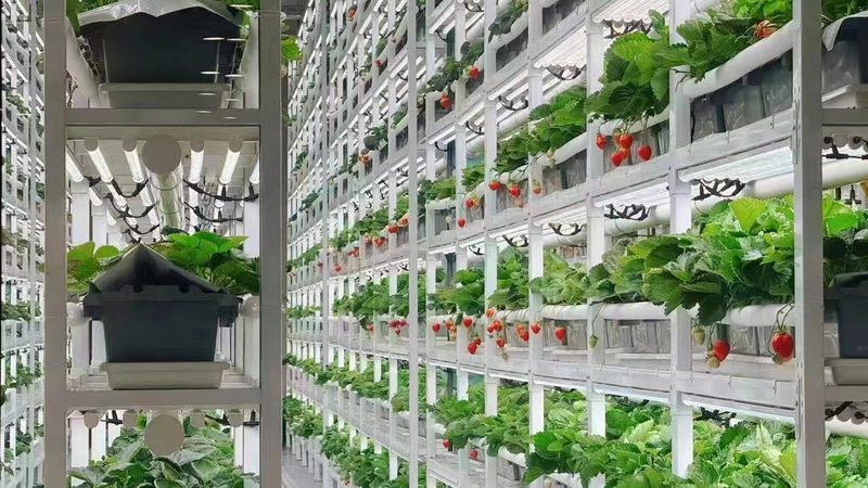 绿色食品标志：尺寸规格揭秘